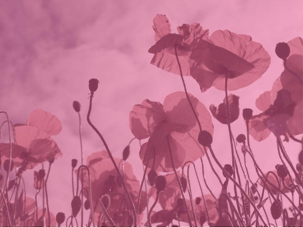 Pink poppies